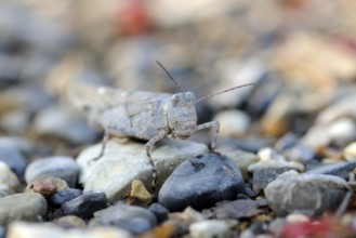 Blue-winged grasshopper in the morning The grasshopper Oedipoda caerulescens on the sand