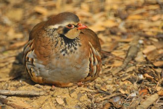 The Red-legged Partridge (Alectoris rufa) is a gamebird, Rorhuihn at the sand bath