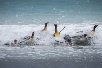 King penguins (Aptenodytes patagonicus), on the beach, Volunteer Point, Falkland Islands, Great