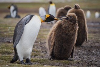 King penguins (Aptenodytes patagonicus), juvenile begging for food, Volunteer Point, Falkland