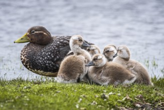 Falkland Steamer Duck (Tachyeres brachydactyla), female with chicks, Bleaker Island, Falkland