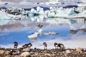 Flock of geese grazing on the lagoon. Sunrise illuminates the glacier Vatnajokull and water of Ice