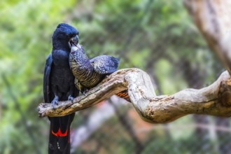 Gentle couple. Pair of bright parrots gently kissing on a branch. Budgerigars are small, brightly