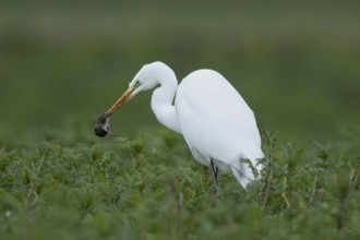 Great egret with mouse in beak standing in green meadow looking left