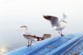 Seagulls land on a blue boat