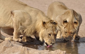 Lions drinking in the Kgalagadi Transfrontier Park, Kalahari Desert, South Africa, Africa