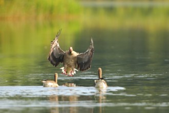 Graugaense, Anser anser, Greylag goose