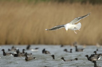 Landing Black-backed Gull