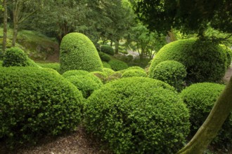 Topiary bushes in japanese garden in Pays de le Loire, France, Maulivrier town, beauty in nature in
