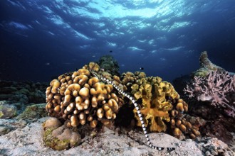 A picture of a marine snake in the coral reef