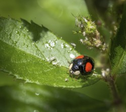 Macro of a ladybug on a flower which is full of lice