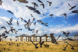 The windy January day in the Mediterranean. Large flock of pigeons taking off in fright from sandy