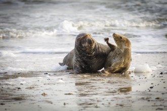 Grey seals (Halichoerus grypus) on Heligoland, Germany, Europe