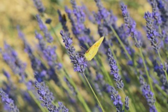 Common brimstone butterfly on Lavender flowers