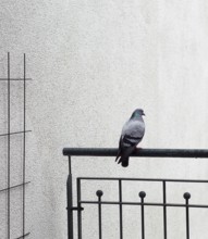 Pigeon sitting on a railing on a balcony in Hamburg, Germany 2016