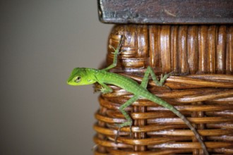 Green lizard as animal visitor on cupboard in living room
