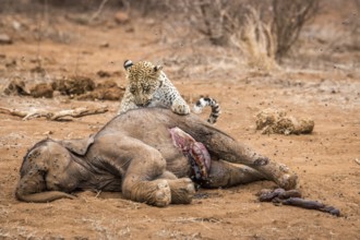 Leopard feeding on a Elephant carcass in the Kruger National Park, South Africa, Africa