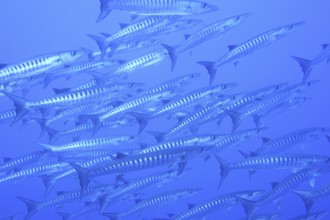 Darkfin barracuda (Sphyraena qenie)