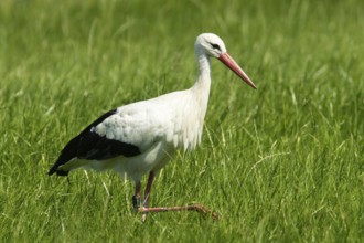 White stork (Ciconia ciconia)