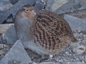 Grey partridge (Perdix perdix)