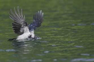 Hooded Crow (Corvus corone cornix)