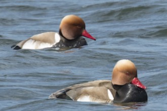 Red-crested pochard (Netta rufina)