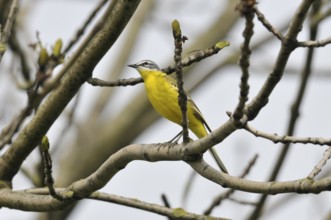 Yellow wagtail (Motacilla flava)