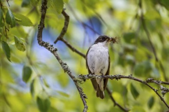 Pied flycatcher - male with food (Ficedula hypoleuca)