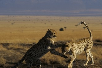 Cheetahs at play (Acinonyx jubatus)