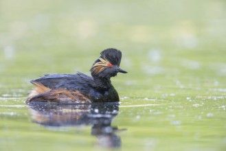 Black-necked Grebe (Podiceps nigricollis)