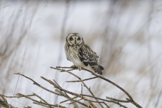 Short-eared owl (Asio flammeus)