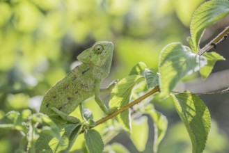 Mediterranean chameleon (Chamaeleo chamaeleon)