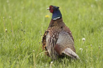 Hunting Pheasant (Phasianus colchicus)