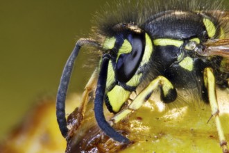 Common wasp on fallen fruit - plums (Vespula vulgaris)