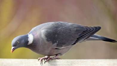 Wood pigeon (Columba palumbus)