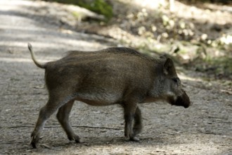 Wild boar (Sus scrofa)