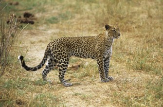 Leopard (Panthera pardus)