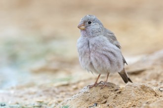 Desert Finch, Finch Family, Finch, Trumpeter Finch, (Rhodopechys githaginea), Roselin githagine,