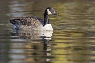 Canada goose, (Branta canadensis), animals, birds, goose, geese, duck family, Luisenpark, Mannheim,