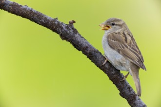 House sparrow, sparrow, house sparrow, (Passer domesticus), animals, birds, songbirds, sparrow