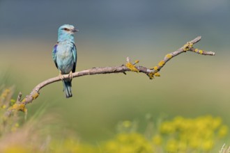 Roller, Almond Crow, (Coracias garrulus), animals, birds, raptors, raptor family, perch, biotope,
