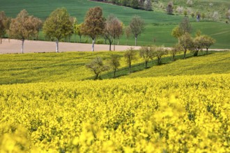 Landscape near Uslar, district of Northeim, Weser Uplands, southern Lower Saxony, Germany, Europe