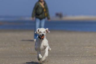 A dog, white king poodle runs with joy carrying a ball on the beach, De Cocksdorp, Eierland, Texel,