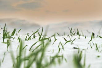 Farming in the North. Frost-resistant winter wheat under the first snow. A short winter day with