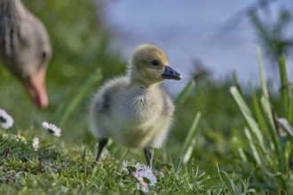 Young grey goose chick (Anser anser) standing in the grass in the foreground, an adult goose is