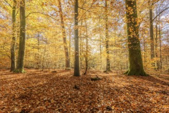 Mountain forest in autumn with orange and yellow foliage. Vosges, France, Europe