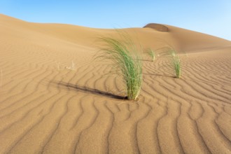 Drinn grass (Stipagrostis pungens) in the sand dunes of the Erg Chebbi desert in southern Morocco.