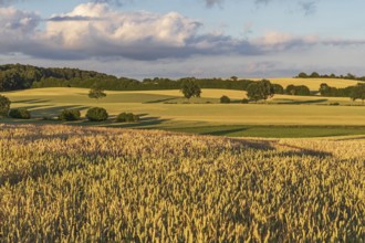 Wheat fields in sunset light near Malente in Schleswig-Holstein, Germany. Agricultural landscape