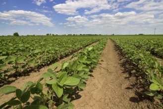 Young green soy plants with large leaves grow in the field