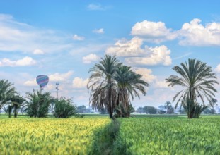 Green field with fresh harvest in Egypt